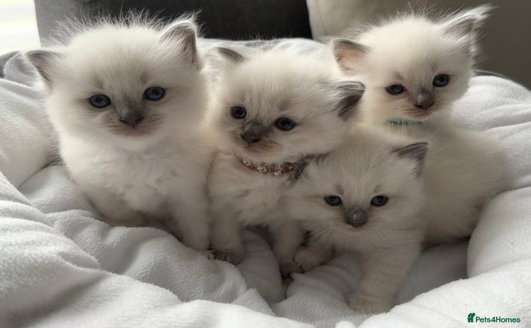 Ragdoll cats - Advert 4