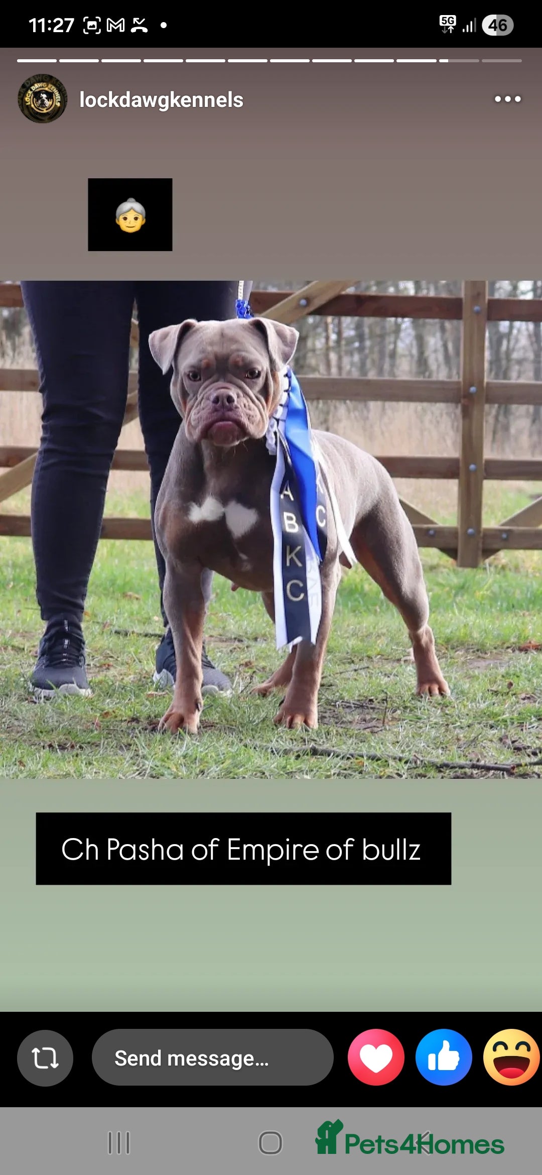 Olde English Bulldogge dogs Olde english bulldogee - Advert 2