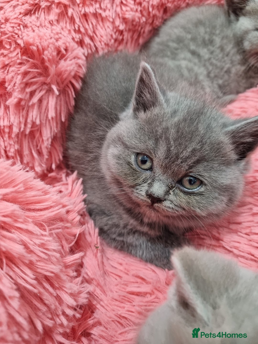 British Shorthair cats for sale: British shorthair kittens lilac/blue - Image 25