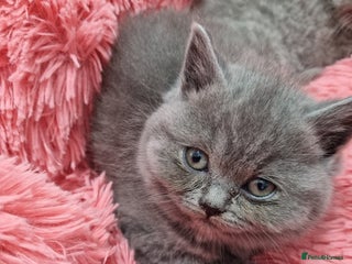 British Shorthair cats Last 2 British shorthair kittens lilac/blue - Advert 5
