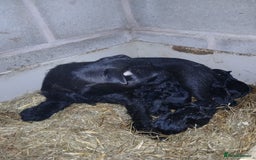 Patterdale Terrier dogs for sale: Purebred Patterdale Terrier Puppies - Image 5