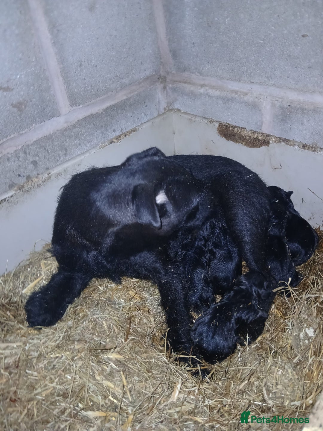 Patterdale Terrier dogs for sale: Purebred Patterdale Terrier Puppies - Image 5