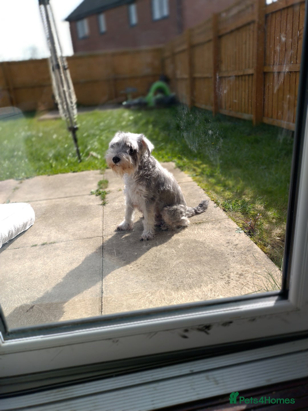 Miniature Schnauzer dogs for sale: Adorable miniature schnauzers ❤️❤️🏡  - Image 4