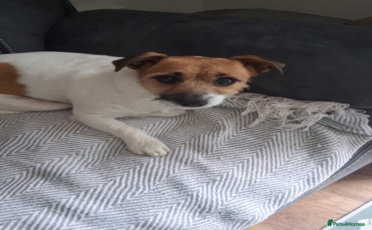 Jack Russell dogs Jack Russell puppies - Advert 1