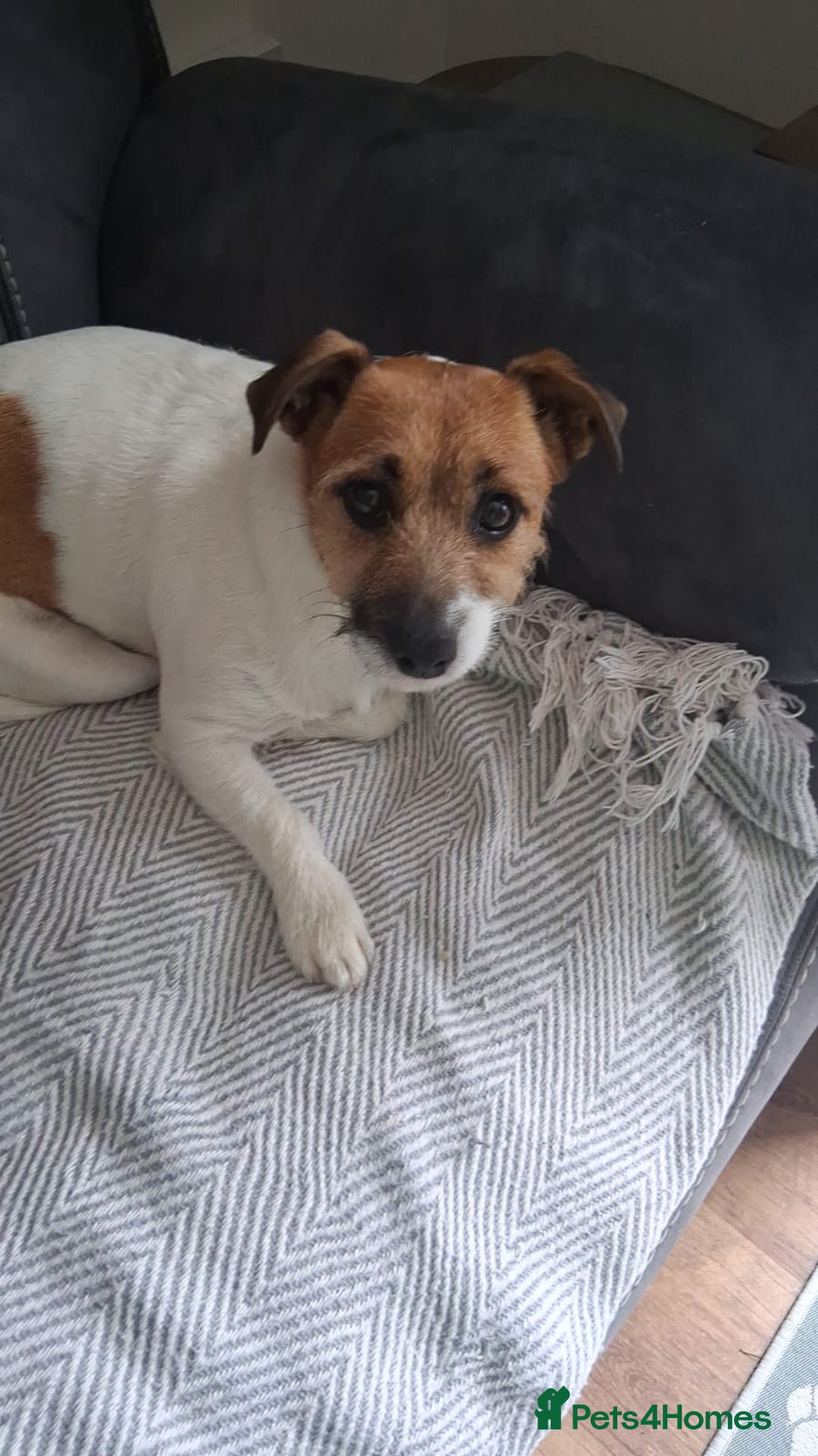 Jack Russell dogs for sale: Jack Russell puppies - Advert 1