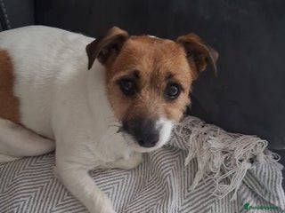 Jack Russell dogs Jack Russell puppies - Advert 3