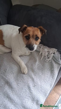 Jack Russell dogs Jack Russell puppies - Advert 1