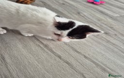 Selkirk Rex cats for sale: Tica reg  pedigree selkirk rex kittens ready now  - Advert 24