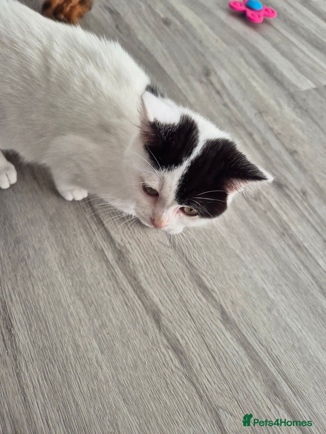 Selkirk Rex cats for sale: Tica reg  pedigree selkirk rex kittens ready now  - Advert 24