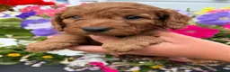 Cockapoo dogs for sale: Cockapoo puppies F1 (licensed breeder) - Advert 17