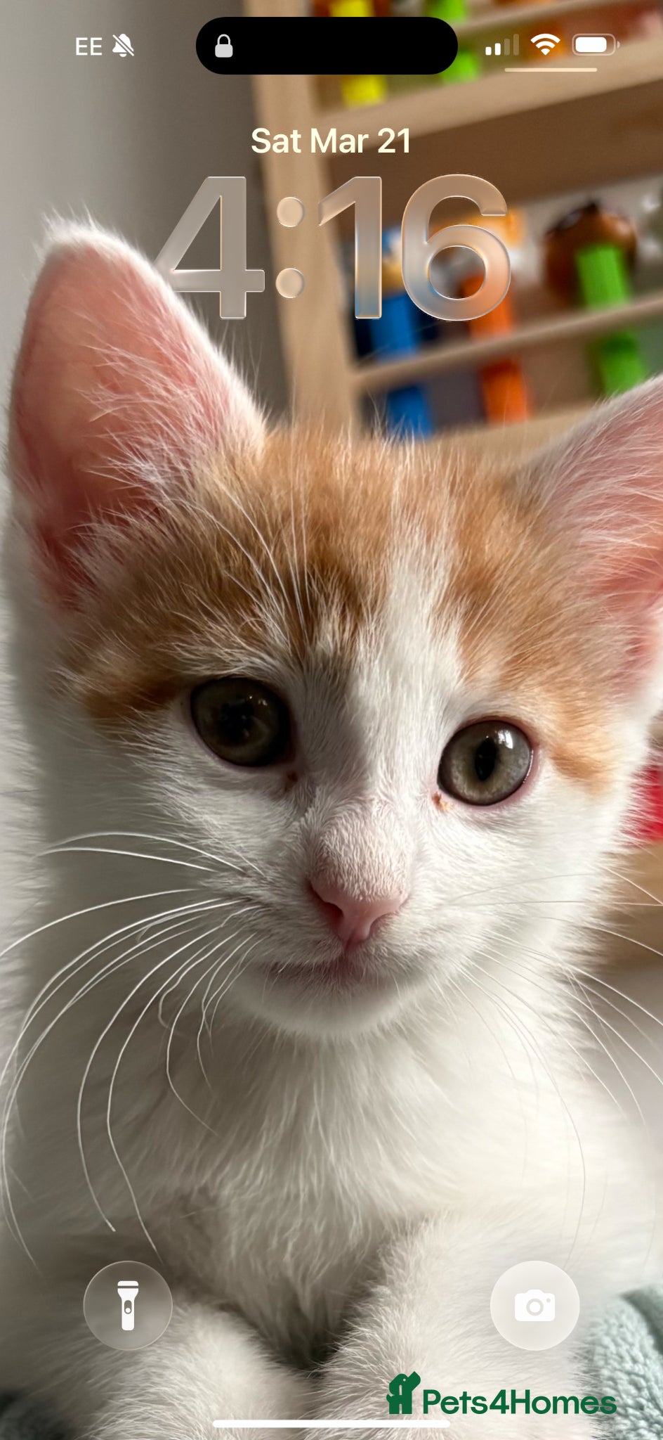 Mixed Breed cats Beautiful Male Kitten needs Rehoming - Advert 1