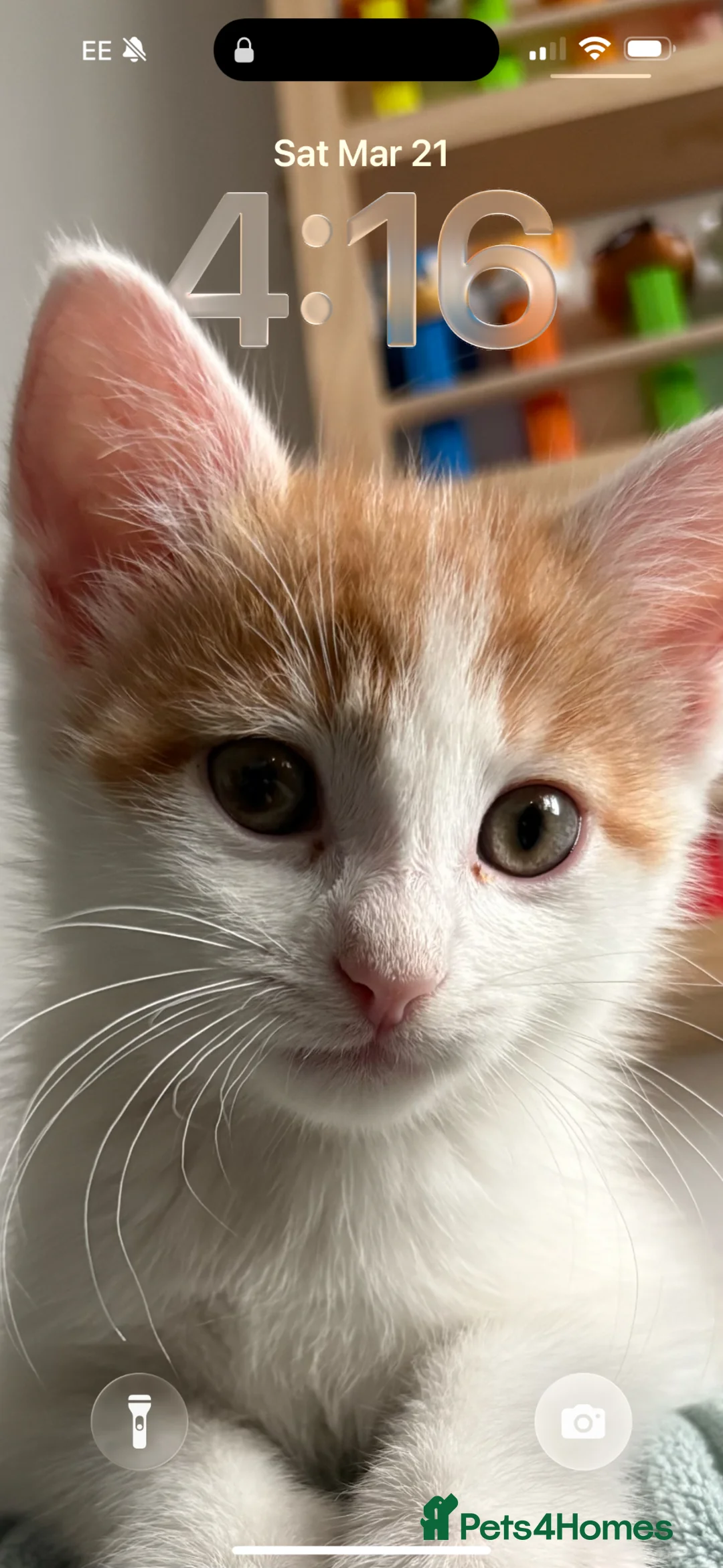 Mixed Breed cats for sale: Beautiful Male Kitten needs Rehoming in Saint Austell - Advert 1