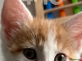 Mixed Breed cats Beautiful Male Kitten needs Rehoming - Advert 3