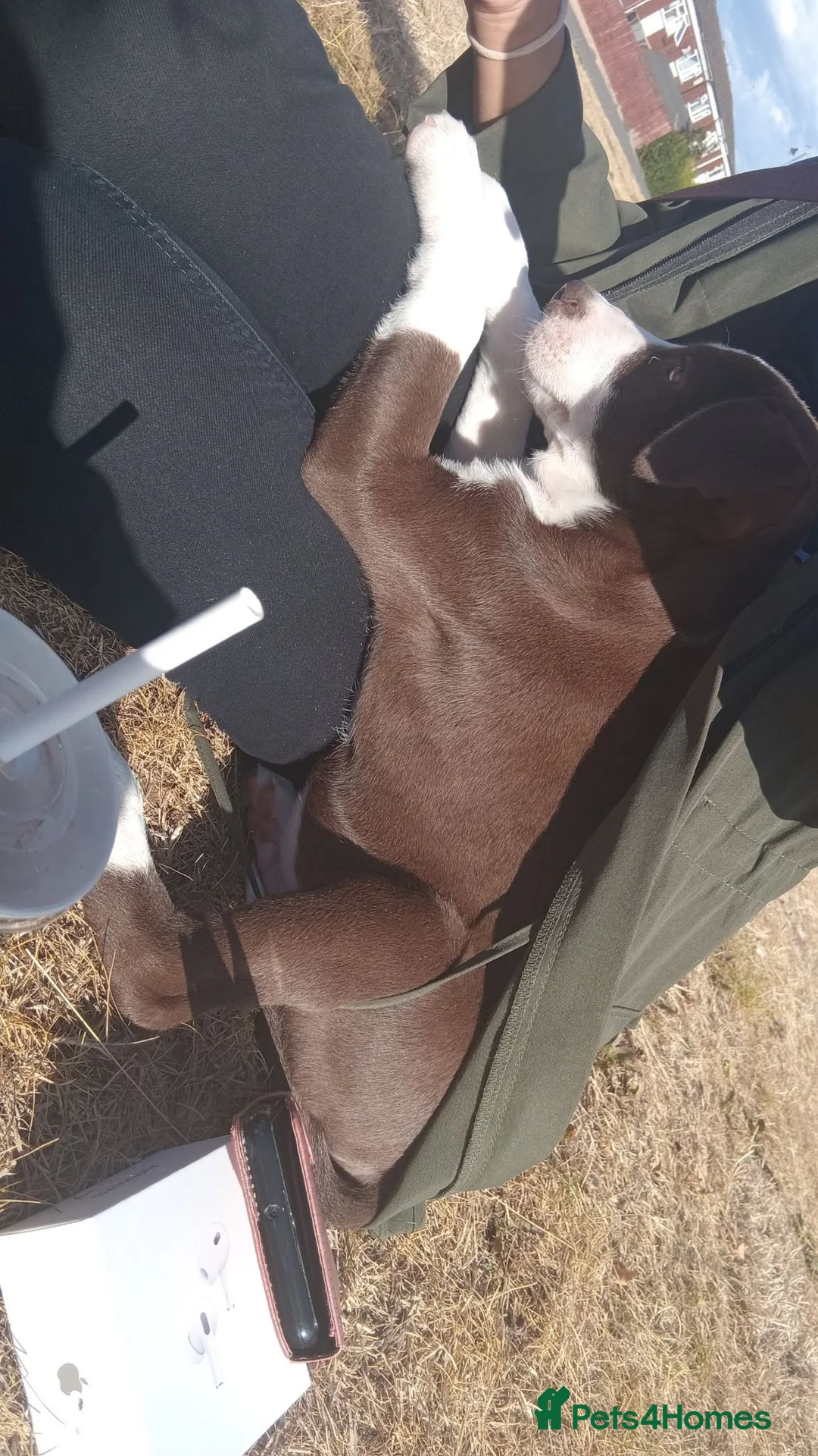 Mixed Breed dogs for sale: Female for sale  - Advert 3