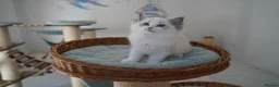 Ragdoll cats for sale: TICA register kittens - Advert 13
