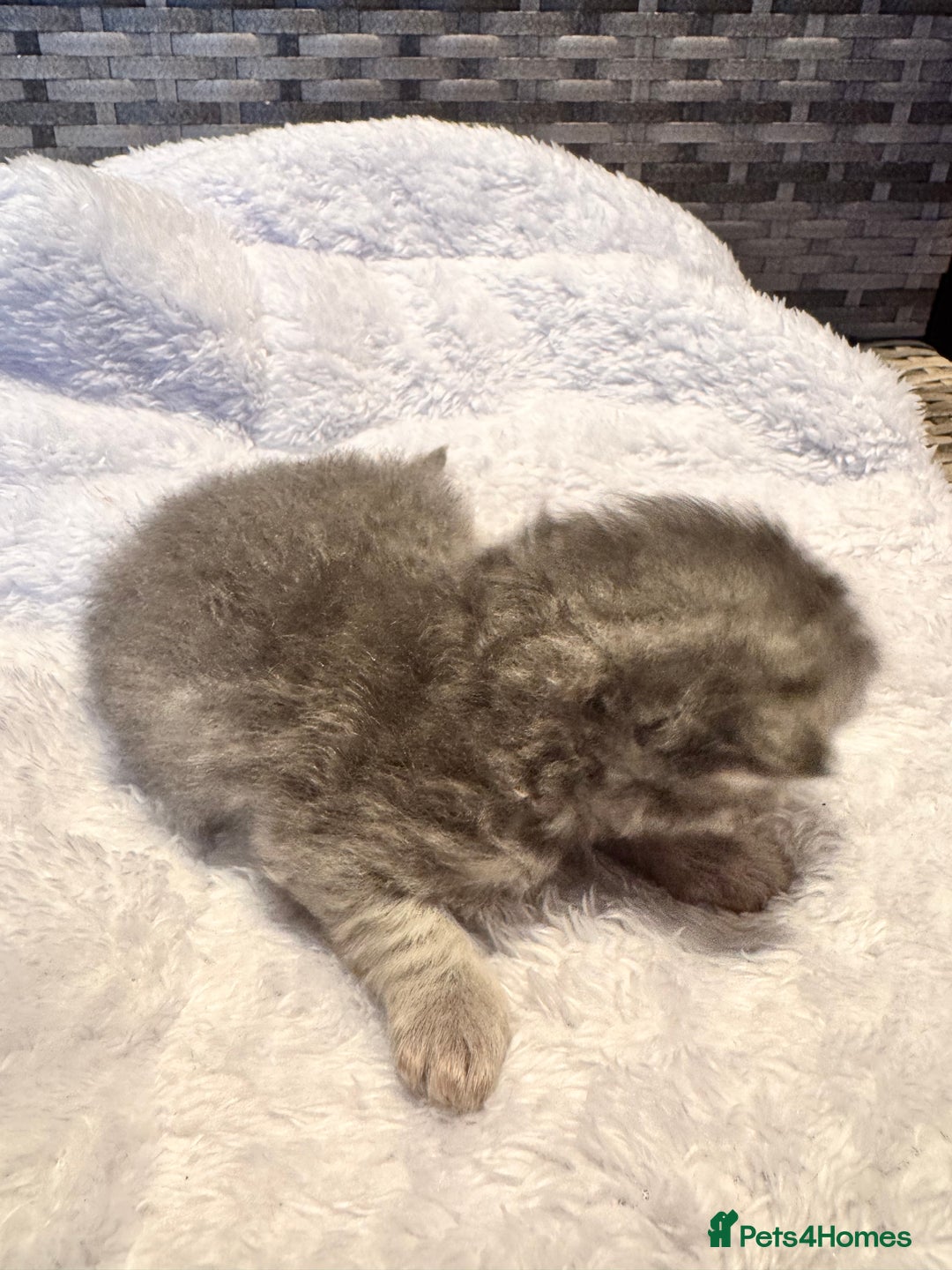 Maine Coon cats for sale: Main coon adorable kittens  - Advert 16