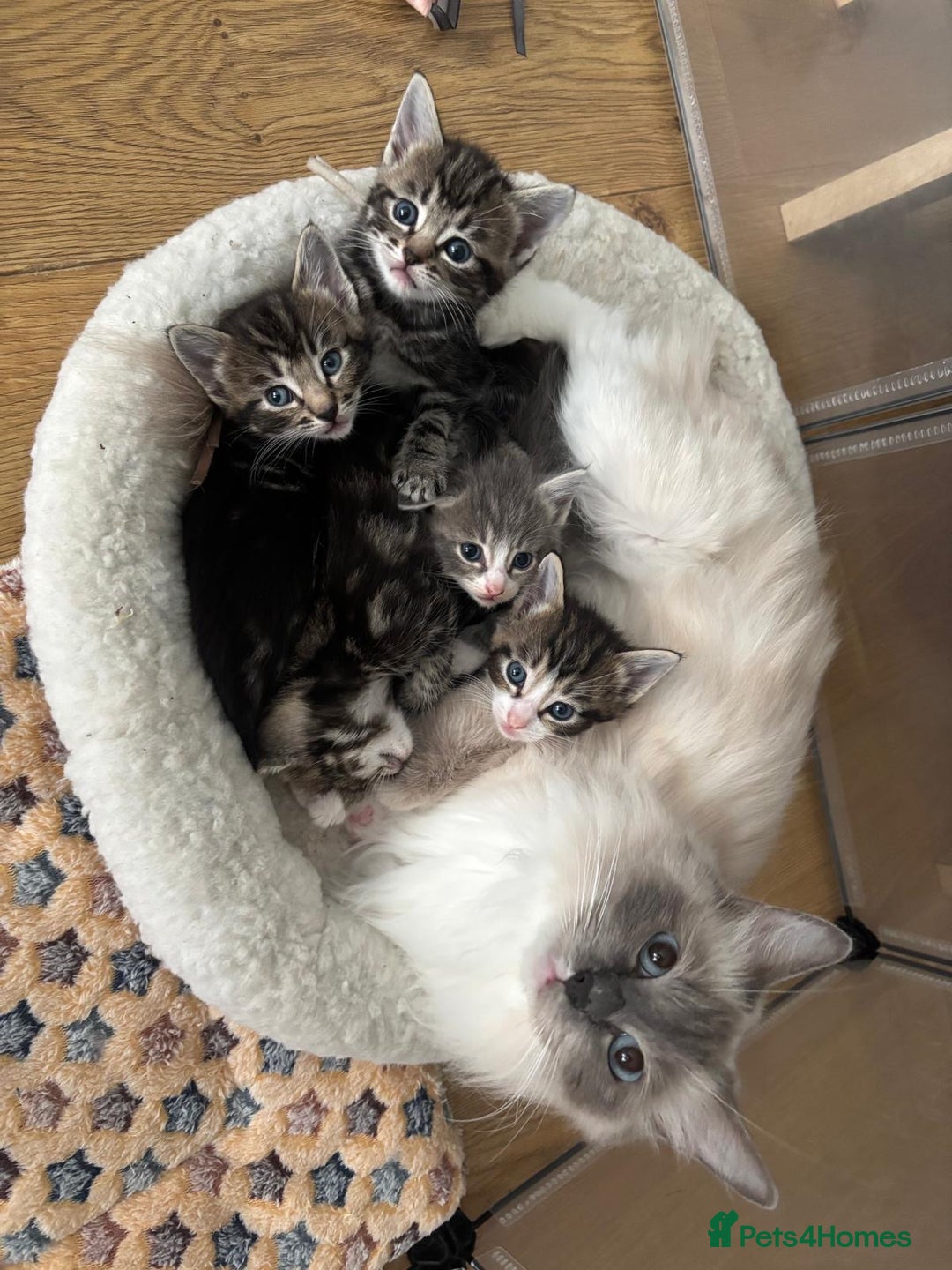 Ragcoon cats for sale: Beautiful Ragcoon Kittens - Image 12