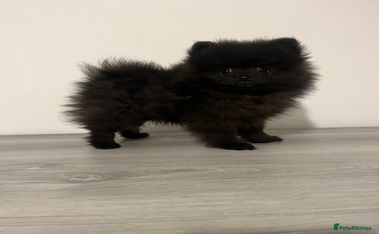 Pomeranian dogs Pomeranian puppy last black boy  - Advert 10