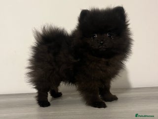 Pomeranian dogs Pomeranian puppy last black boy - Advert 4