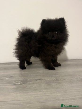 Pomeranian dogs Pomeranian puppy last black boy - Advert 10