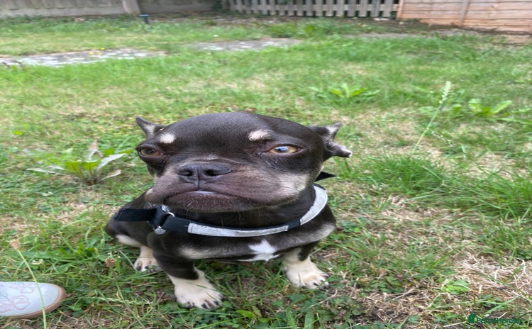 French Bulldog dogs - Advert 1