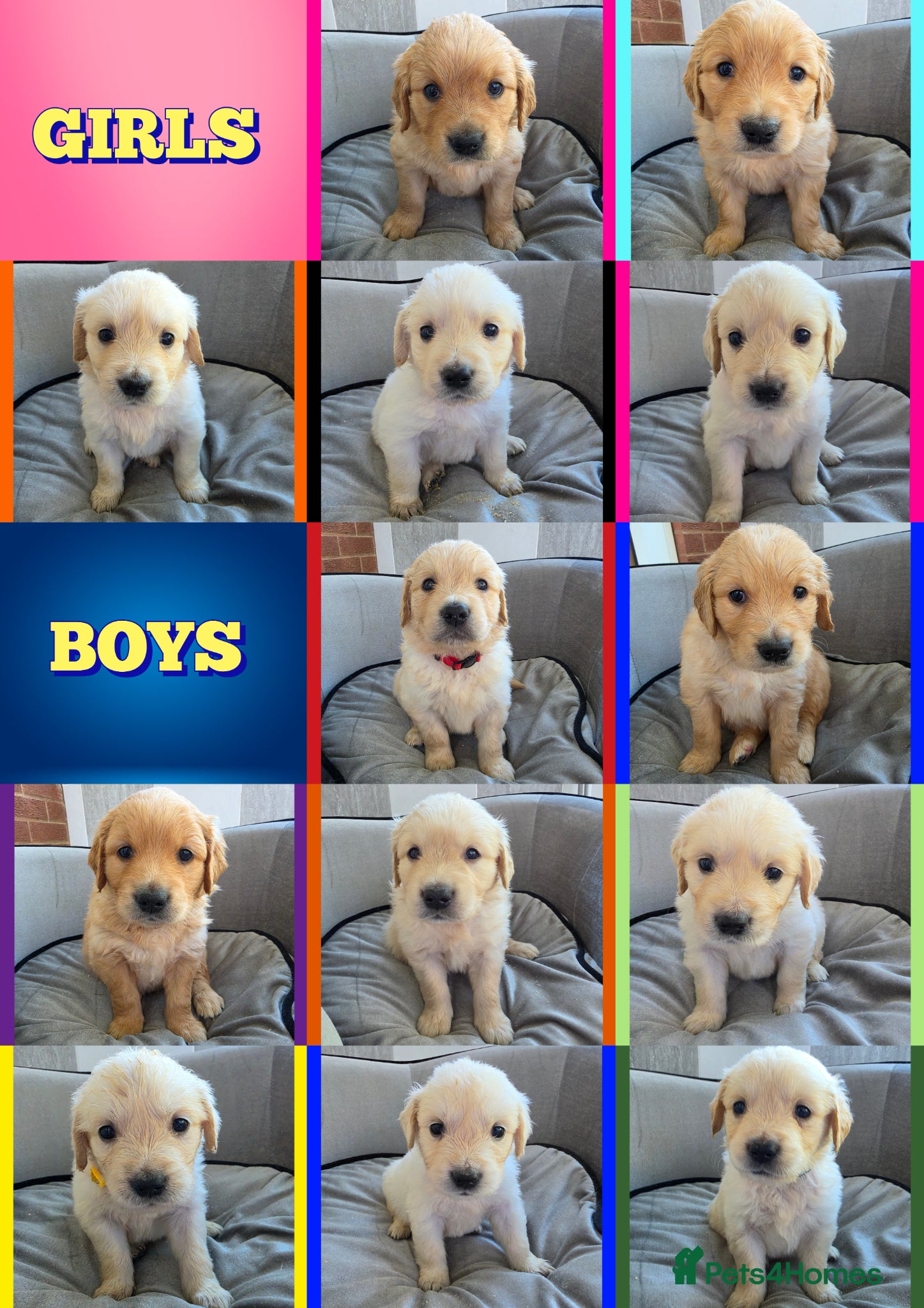 Golden Retriever dogs KC Puppies cream & gold - Advert 17