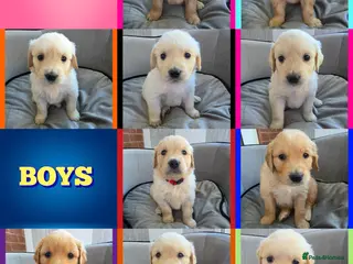 Golden Retriever dogs KC Puppies cream & gold - Advert 2