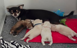 Mixed Breed dogs for sale: F1 Malchi puppys from health tested parents  - Image 6
