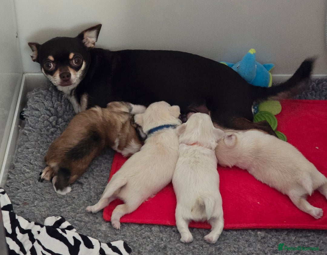 Mixed Breed dogs for sale: F1 Malchi puppys from health tested parents  - Image 6