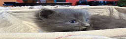 Ragdoll cats for sale: Adorable Ragdoll X Kittens - Advert 8