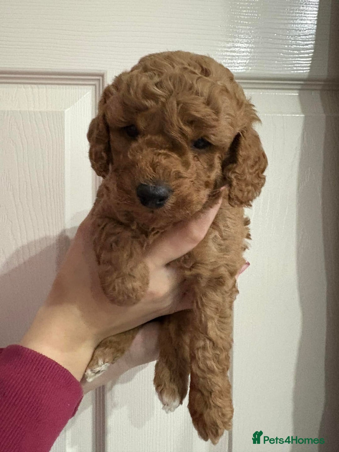 Cavapoo dogs for sale: Beautiful F1B Teddy Cavapoo Puppies - Advert 2