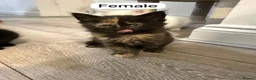 Mixed Breed cats for sale: Kittens for Sale in Enfield - Advert 3