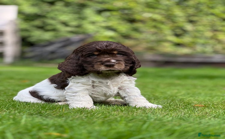Cocker Spaniel dogs - Advert 3