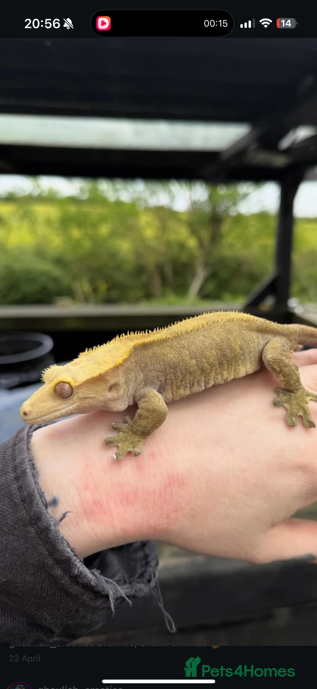 Gecko reptiles for sale: Female Cresties, laying duds - Advert 2