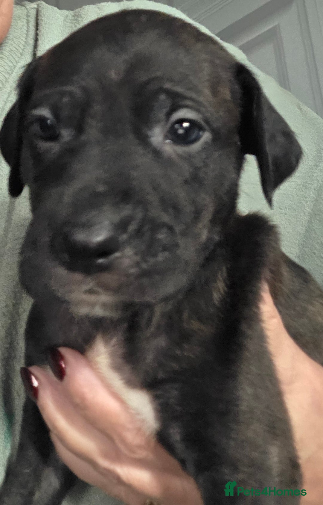 Mixed Breed dogs for sale: Cane corso x lurcher  - Image 2