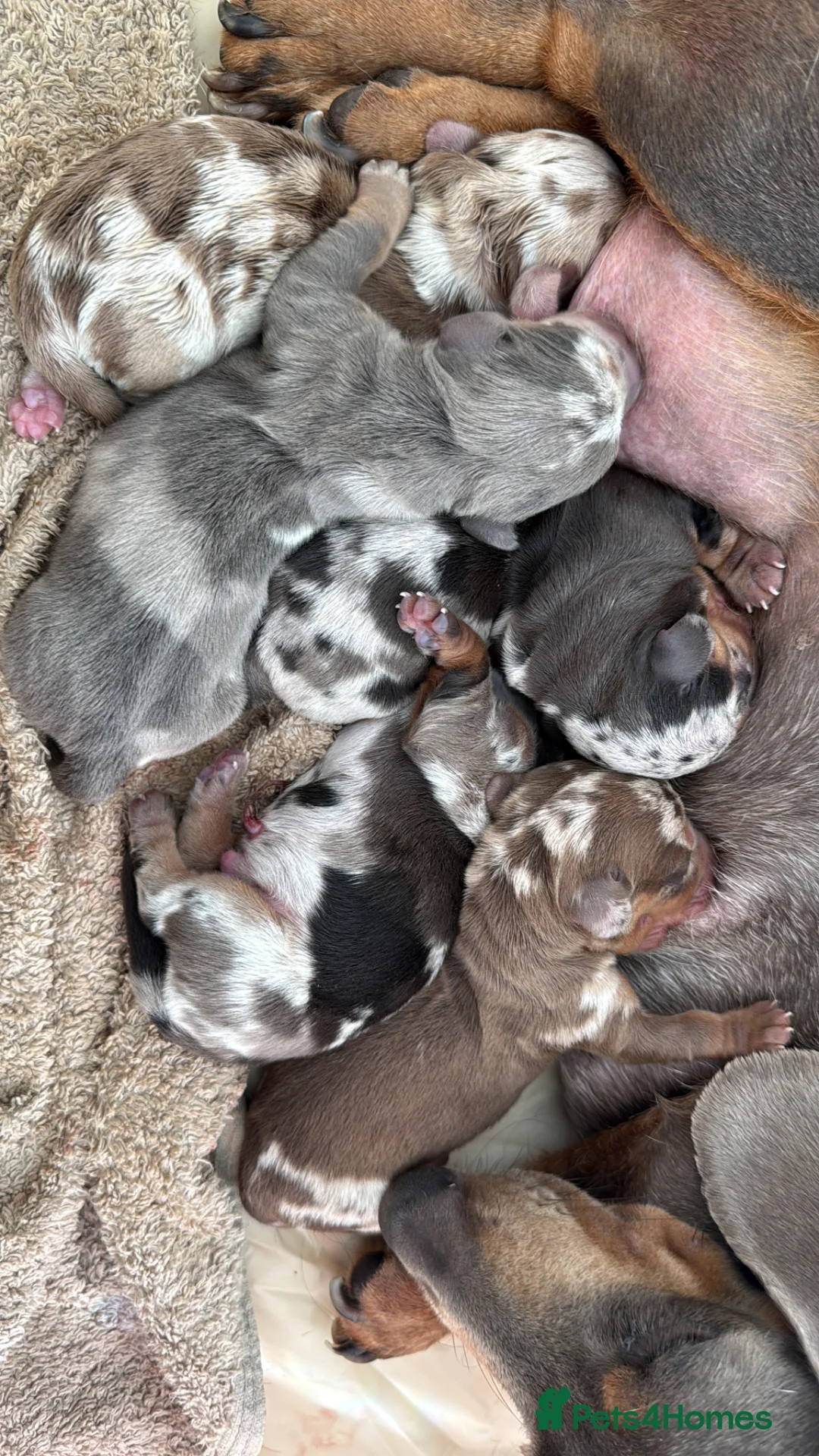 Dachshund dogs for sale:  ✨🐶 Exceptional Dachshund Puppies 🐶✨ in Leicester - Advert 1