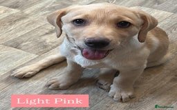 Labrador Retriever dogs for sale: Labrador puppies in Colne - Image 12