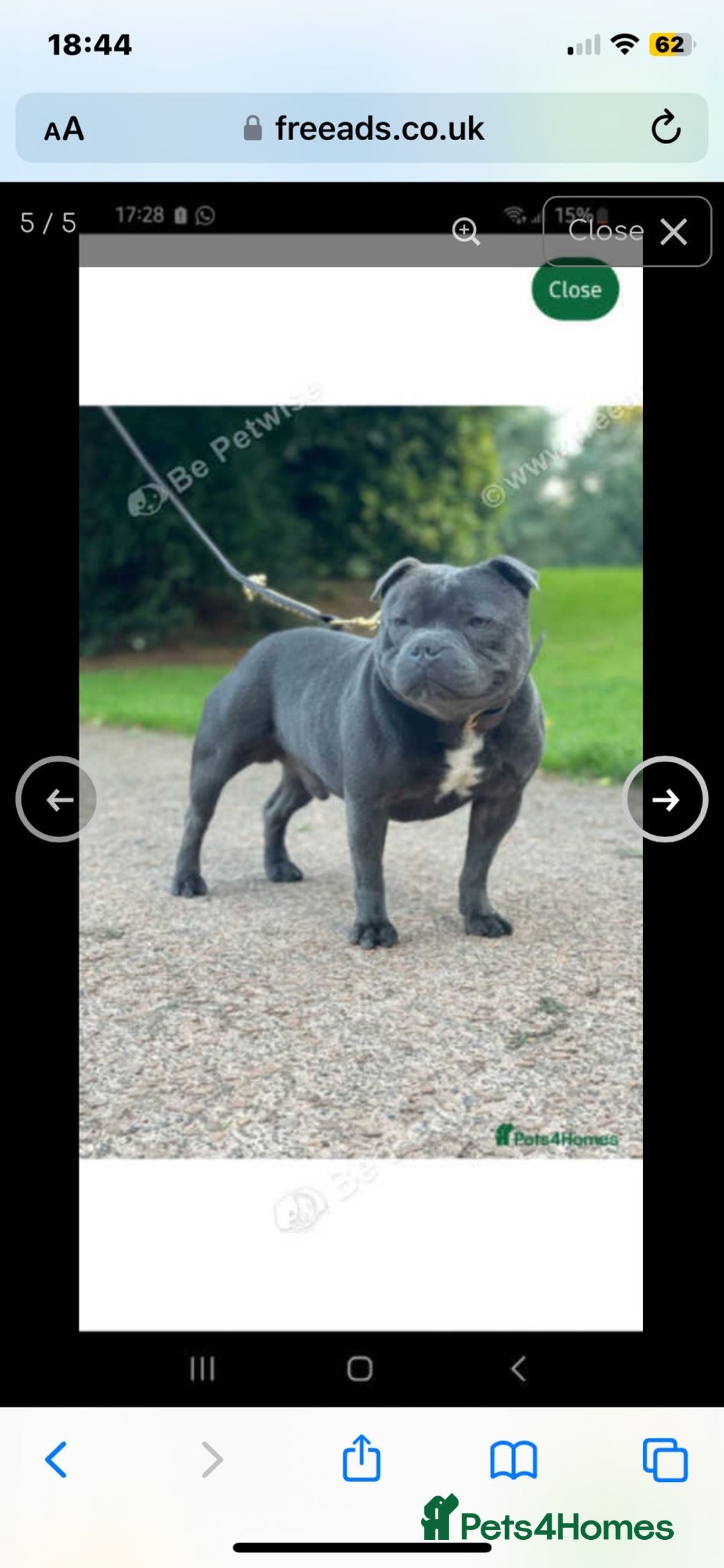 Staffordshire Bull Terrier dogs for sale: Beautiful solid blue staffy  - Advert 8
