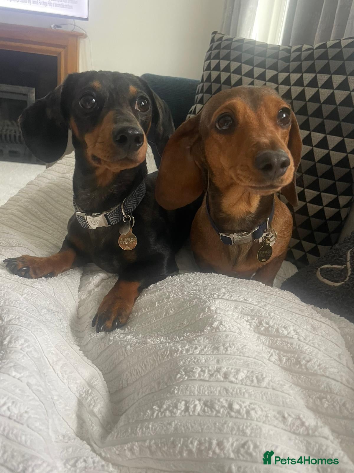 Miniature Dachshund dogs Miniature Dachshund Puppy   - Advert 6