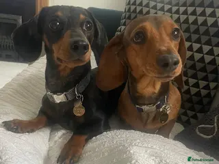 Miniature Dachshund dogs Miniature Dachshund Puppy - Advert 7