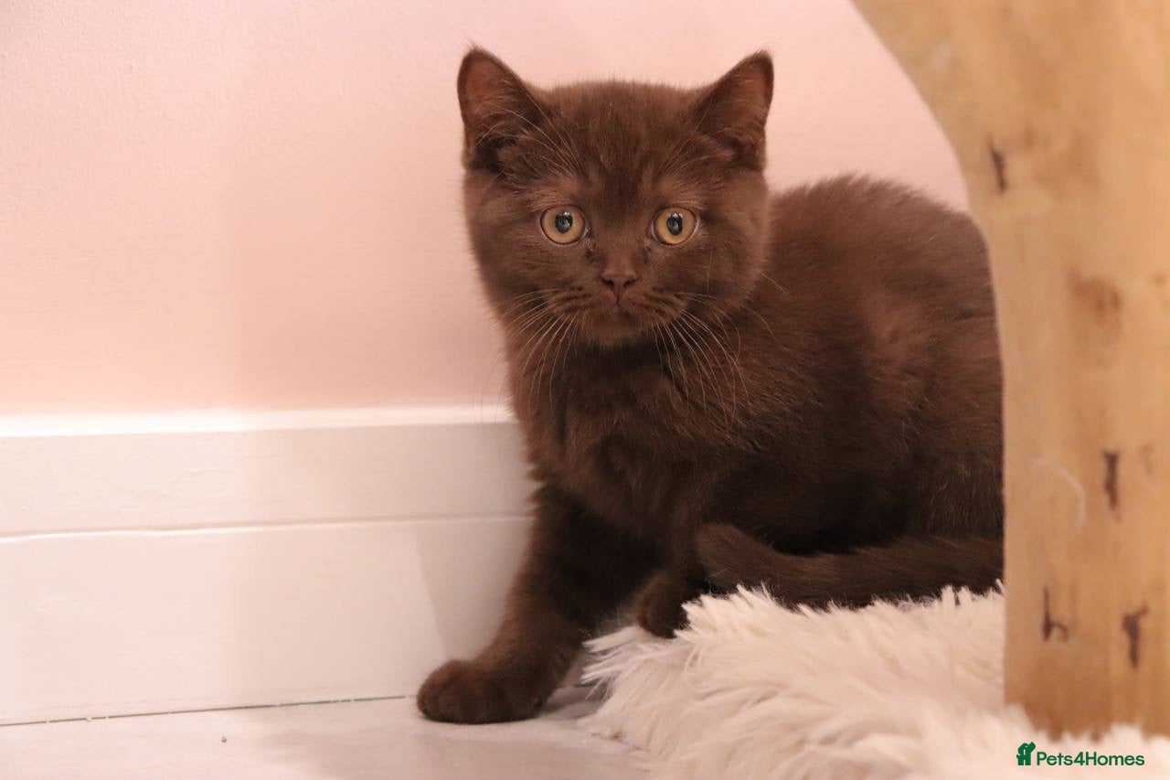 British Shorthair cats Ready Stunning Chocolate Champion bloodline BSH - Advert 2
