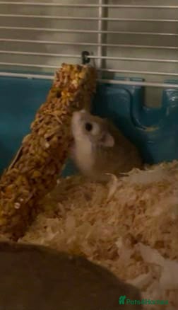 Hamster rodents Dwarf hamster  - Advert 2