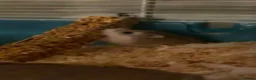 Hamster rodents for sale: Dwarf hamster  in Poole - Advert 1