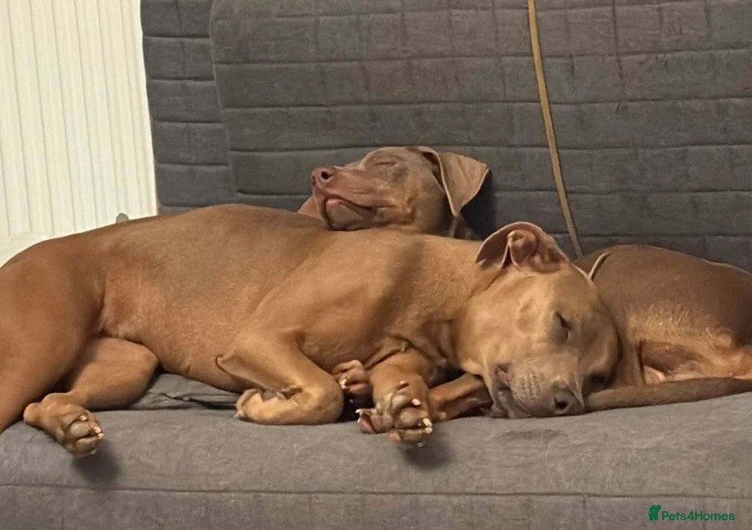 Mixed Breed dogs for sale: Doberman and Doberman x staffy  - Advert 5