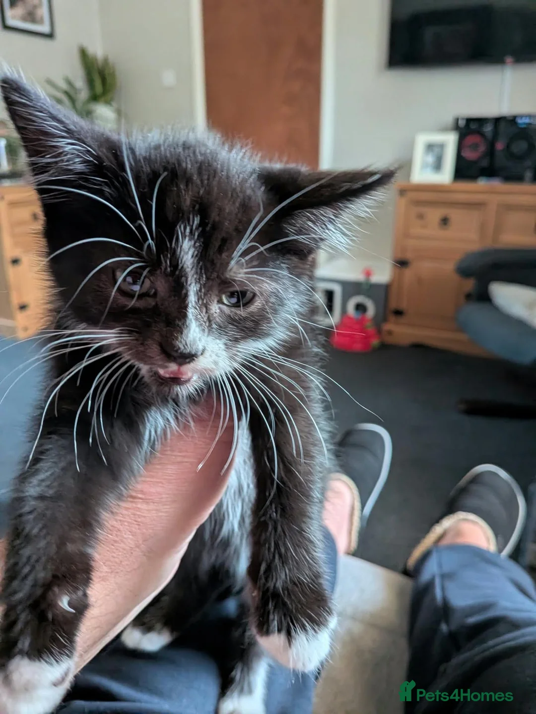Mixed Breed cats for sale: 9 week old male kitten - Advert 5