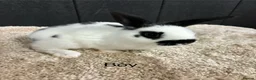 Mini Lop rabbits for sale: Stunning bunnies  - Advert 2