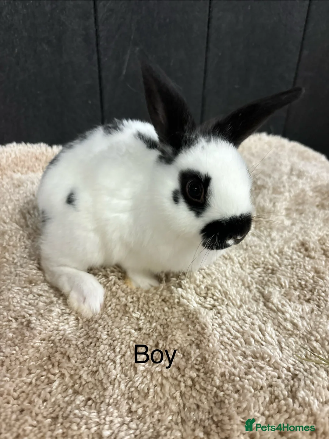 Mini Lop rabbits for sale: Stunning bunnies  - Advert 2