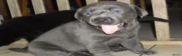Labrador Retriever dogs for sale: 7 BEAUTIFUL FRIENDLY PUPPIES FOR SALE  - Advert 3