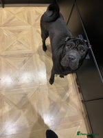 Shar Pei dogs Beautiful Shar Pei pups - Advert 1