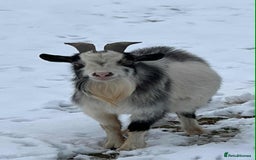 Goats livestock for sale: NIGERIAN DWARF BILLY GOAT - Image 1